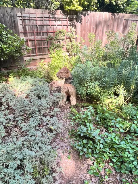 Miles poses in a backyard path he made by running between a paved walkway and the fence. J.C. Lawrence