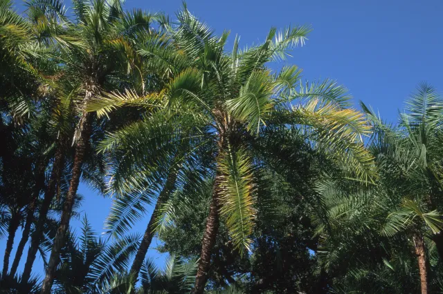 Canary Island date palm yellow, older, lower fronds, from Fusarium oxysporum infection, distant view. 