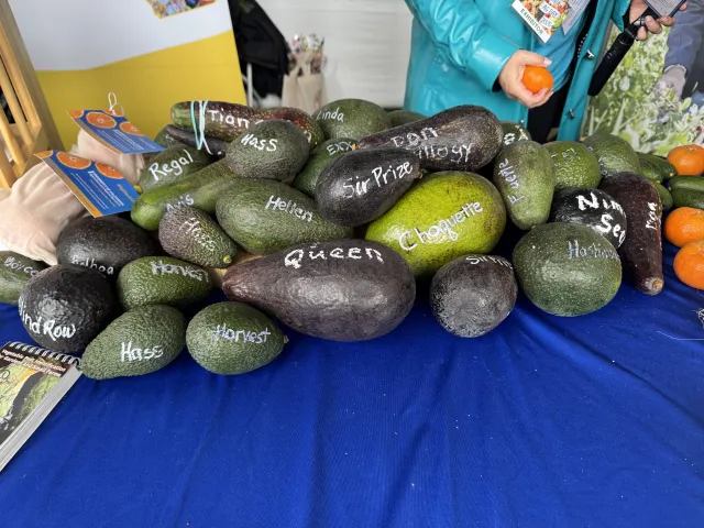 A pile of different sizes and shapes of avocados, each labeled with the variety name.