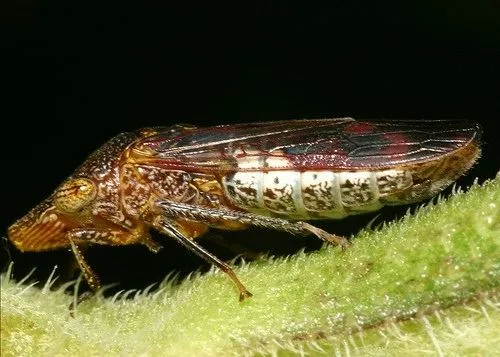 Glassy Winged Sharpshooter Adult