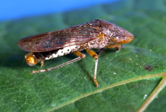 Glassy-winged sharpshooter leafhopper adult
