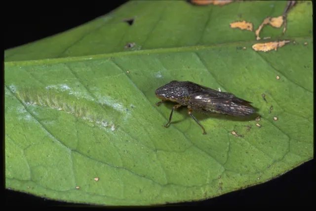 Side view next to brown-lined lump of egg blister on lower leaf surface