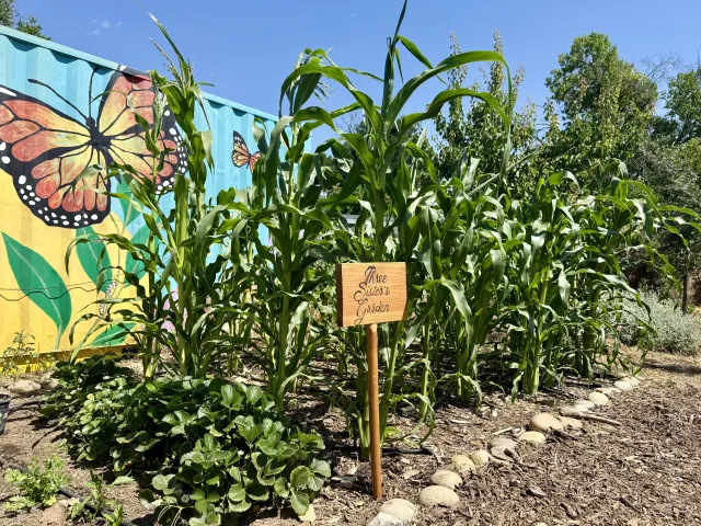 A butterfly mural is the backdrop tall corn plants