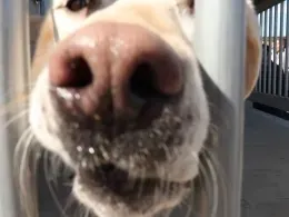 Close-up of dog snout