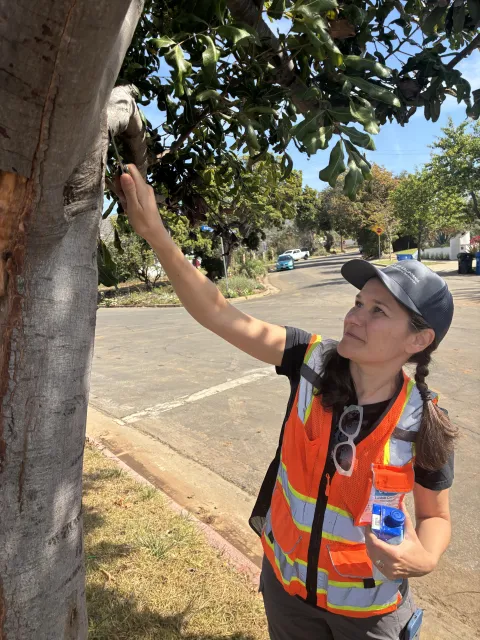 A person in a orange vest scrapes at a tree with a pocket knife