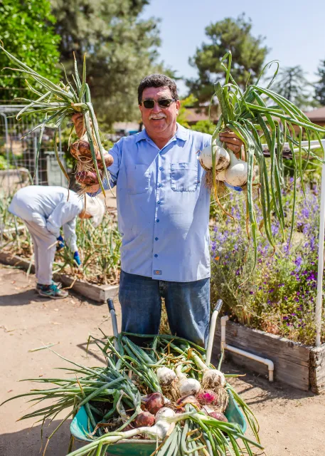 Master Gardener holding up freshly harvested onions