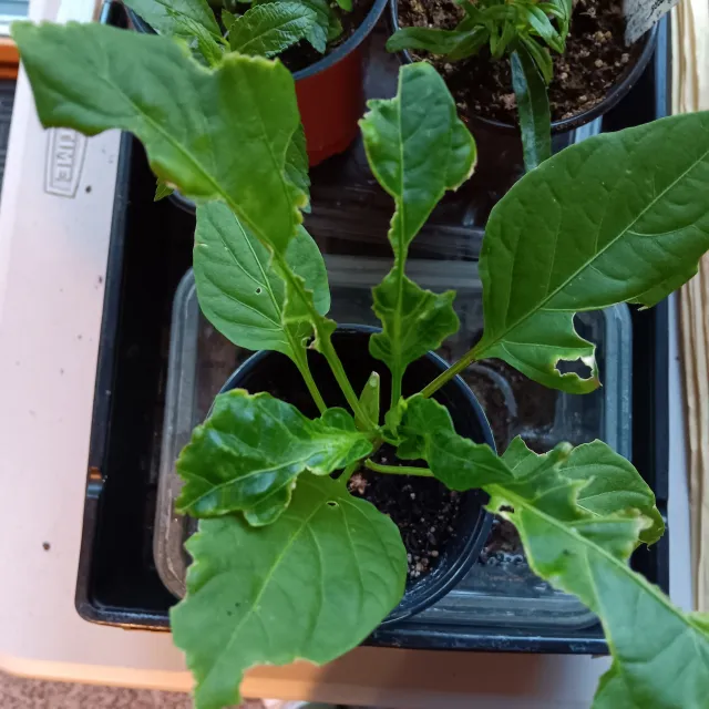 A vegetable transplant damaged by cutworms showing characteristic chewing on leaves.