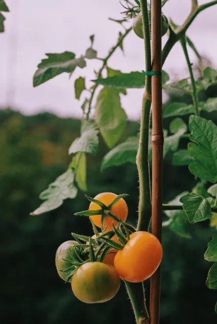 Green and orange tomatoes on stake with garden in background.