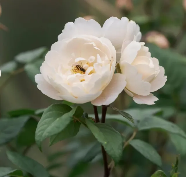 White rose with cupped petas