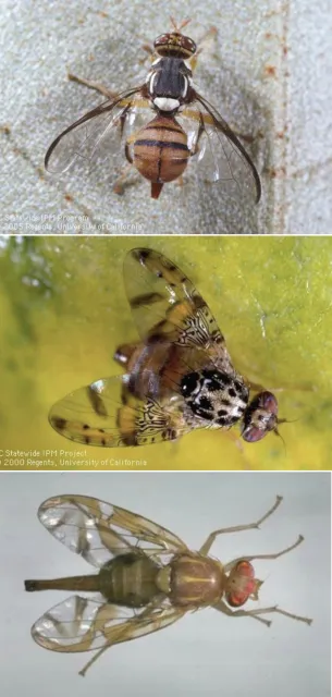 Three fruit fly specimens