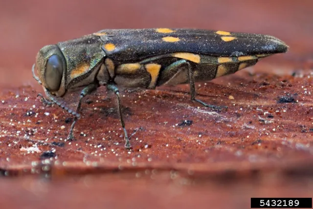 adult goldspotted oak borer