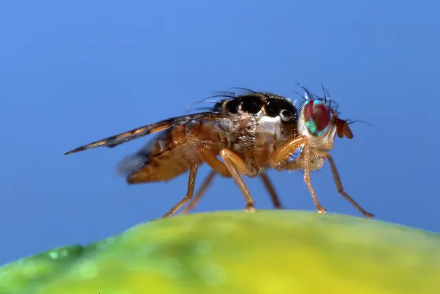 Adult, side view of the mediterranean fruit fly