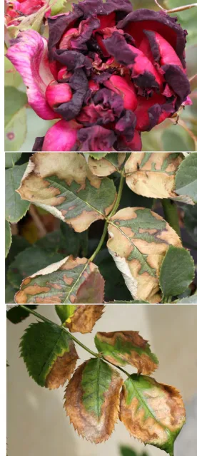 Scorching on a rose and rose leaves