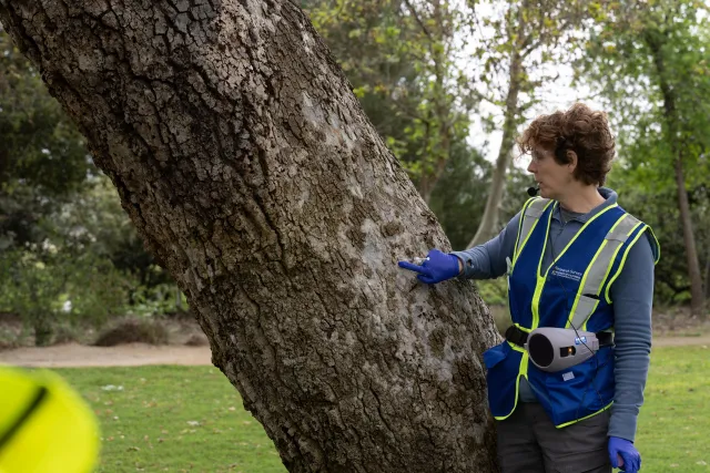 A person in a safety vest, googles, and gloves pointing to a spot on the trunk of a large tree where invasive insects have damaged it.