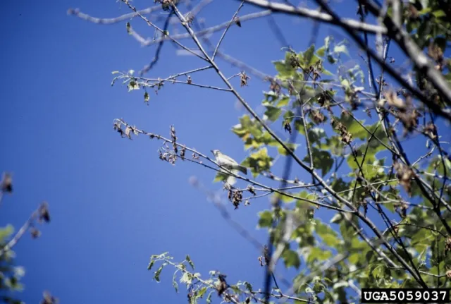 Sycamore tree twigs with anthracnose infection against a blue sky.