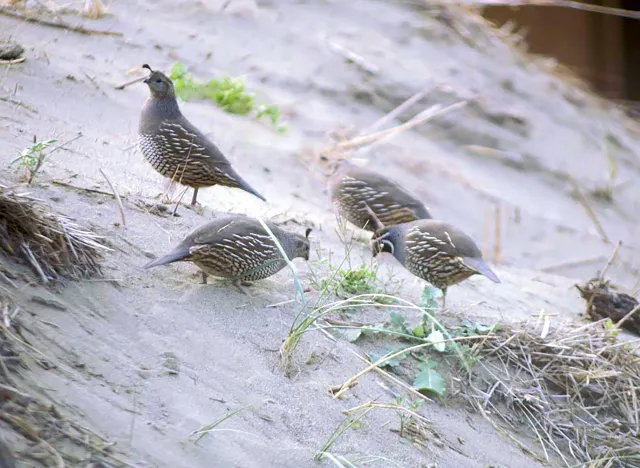 California quail. UC ANR
