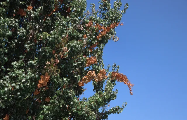 Green ornamental pear tree branches and brown dead shoots killed by fire blight bacteria.