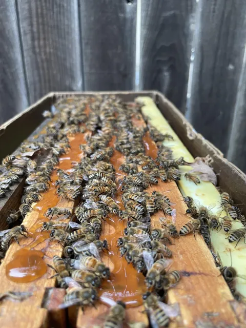 Frame ends of bee hive covered with bees.