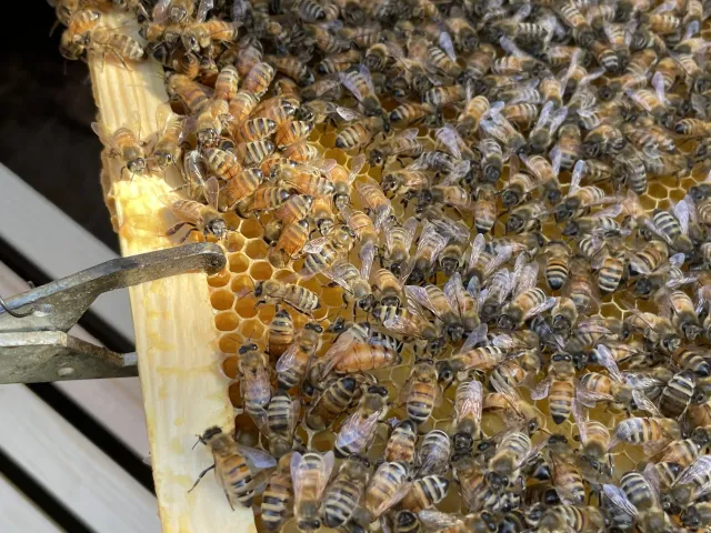 Honeycomb and many bees on a frame of a hive.