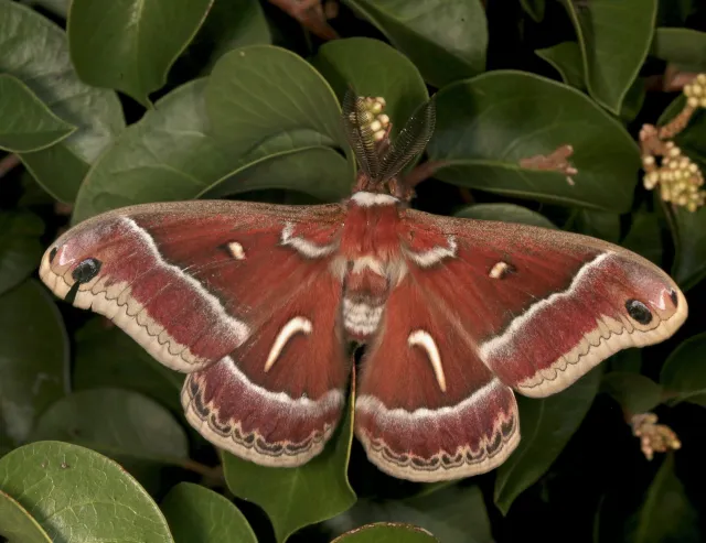 Ceanothus silk moth (Photo by Laura Gaudette, iNaturalist, published in Wikipedia)