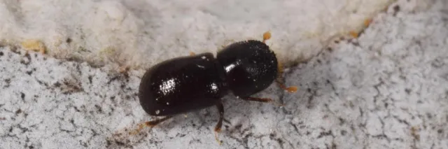 Small, black cylindrical beetle with clear, short bristles on its back and brown club-shaped antenna.