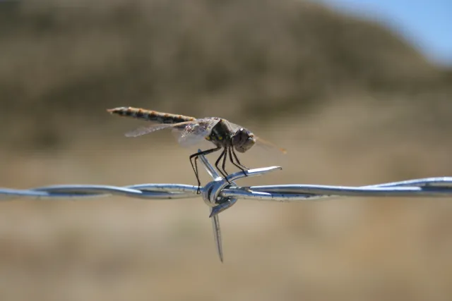 A dragonfly resting on barbed wire.