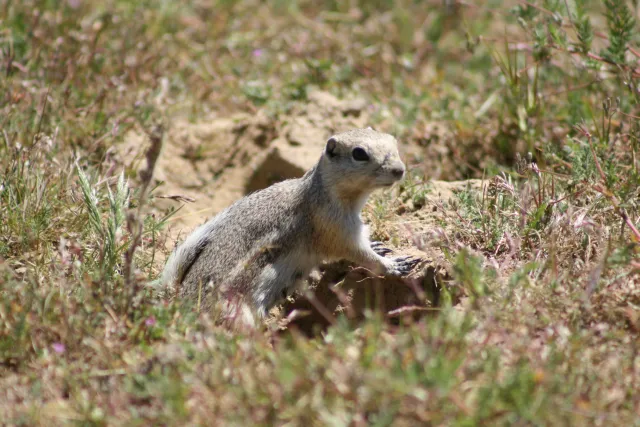 A San Joaquin ground squirrel coming out of a hole