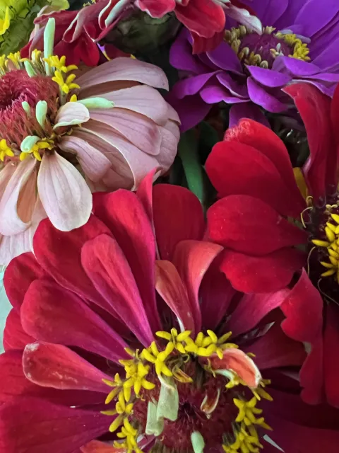 pink, red and violet colored zinnia flowers