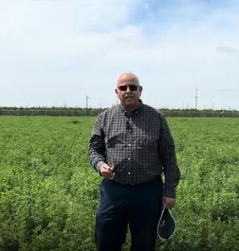 Man standing in alfalfa field
