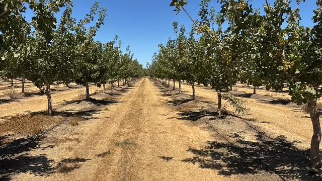 Rows of pistachio trees with nothing growing between the rows