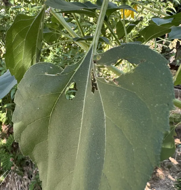 Large green leaf with shredded holes made by birds eating pests on the plant.