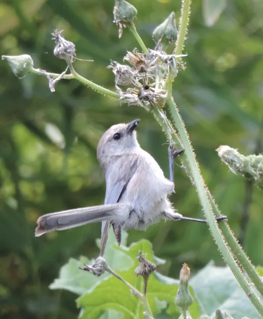Bushtit bird eating aphids on a flower stalk.