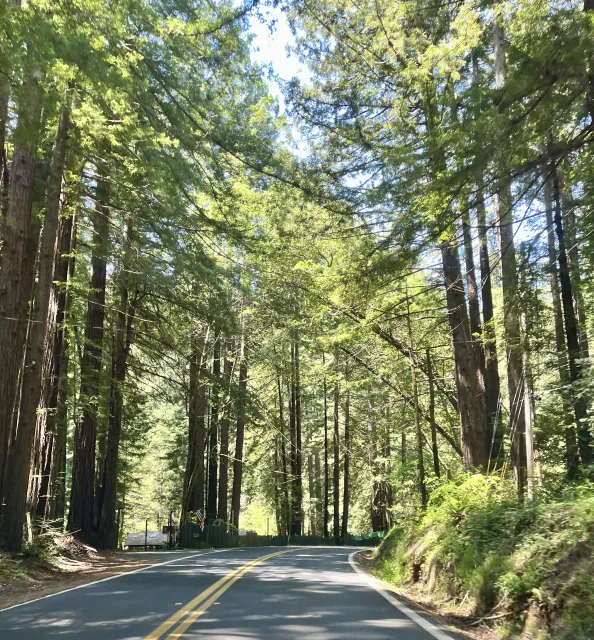 Two-lane road through tall trees from perspective of riding inside a car