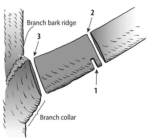 Line art illustration of the proper location for making three cuts when pruning off a large tree limb.