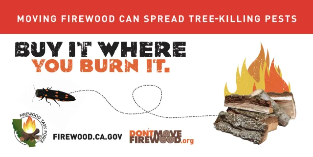 Text reads "Moving firewood can spread tree-killing pests. Buy it where you burn it. Brought to you by Don'tMoveFirewood.org". In the background you see a firewood burning and a goldspotted oak borer coming out of the log.