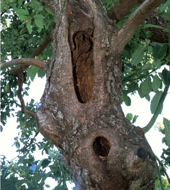Heart rot wood decay in avocado tree trunk. Wounds where large limbs were pruned colonized by unknown heart rot decay fungi.