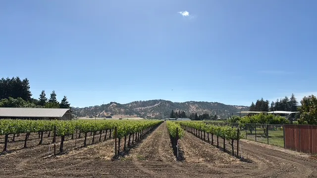Five rows of a wine grape vineyard under blue skies