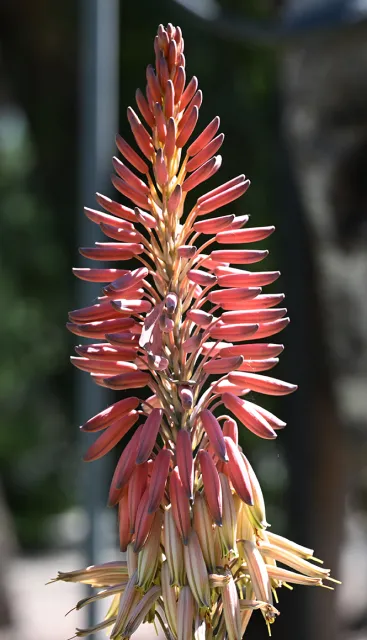 Flowering aloe at the Joe and Emma Lin Biological Orchard and Gardens, UC Davis. 