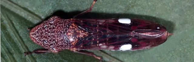 Glassy Winged Sharpshooter