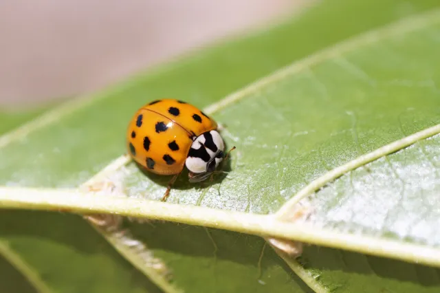 Orange colored lady beetle perched on a green leaf.