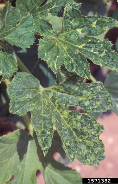Yellowing and mottling of squash leaves.