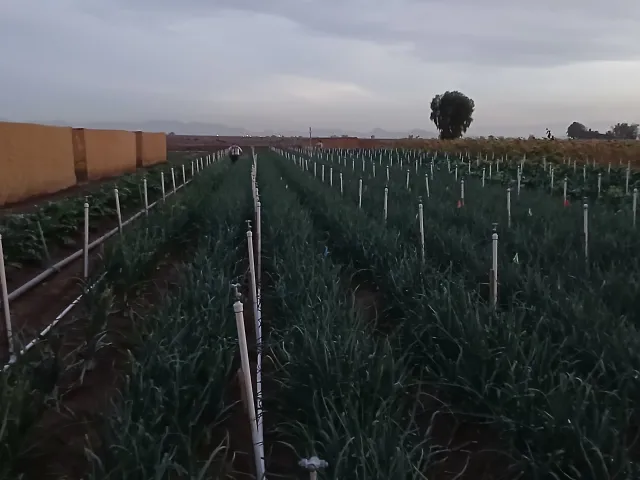 Photograph of onion trial plots at dusk in the Imperial Valley, California, showing the misting system poles installed along multiple onion rows. Two field workers are visible in the background performing artificial inoculation of Peronospora destructor using backpack sprayers. Orange plot markers and colored flags are visible along the rows for plot identification.