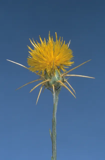 Yellow starthistle flower at full bloom stage