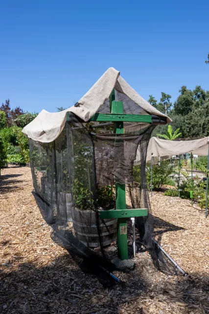 Plants covered by a pale brown cloth and surrounded by black netting.