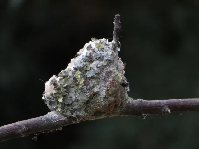 Hummingbird nest. J. Alosi
