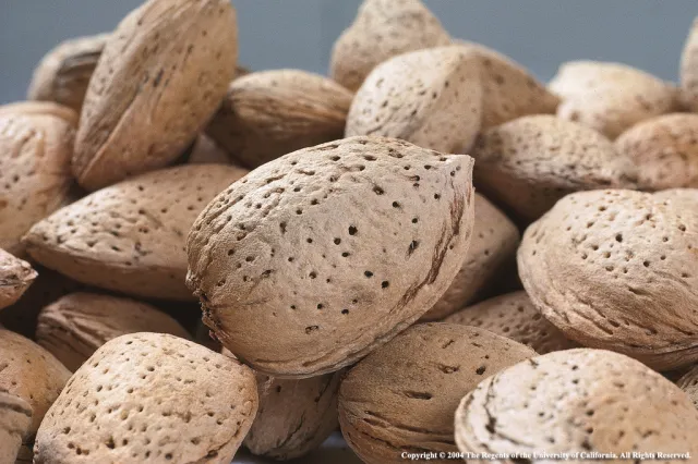 close up view of a pile of almonds in the shell