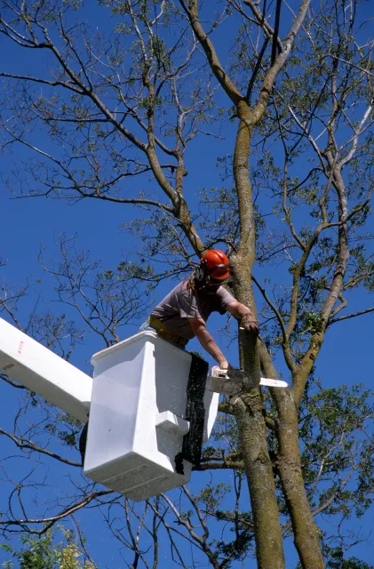 Arborist removing a branch high in the canopy of a tree.