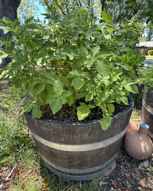 Bright green leaves of a large potato planted in a half wine barrel.