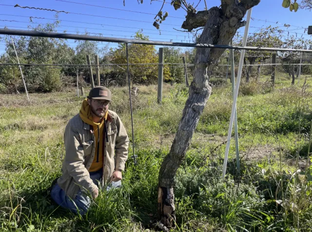 Ben Baldi kneels in a orchard next to a tree trunk and irrigation system