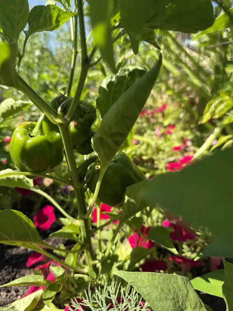 A green pepper grows amidst a variety of plants